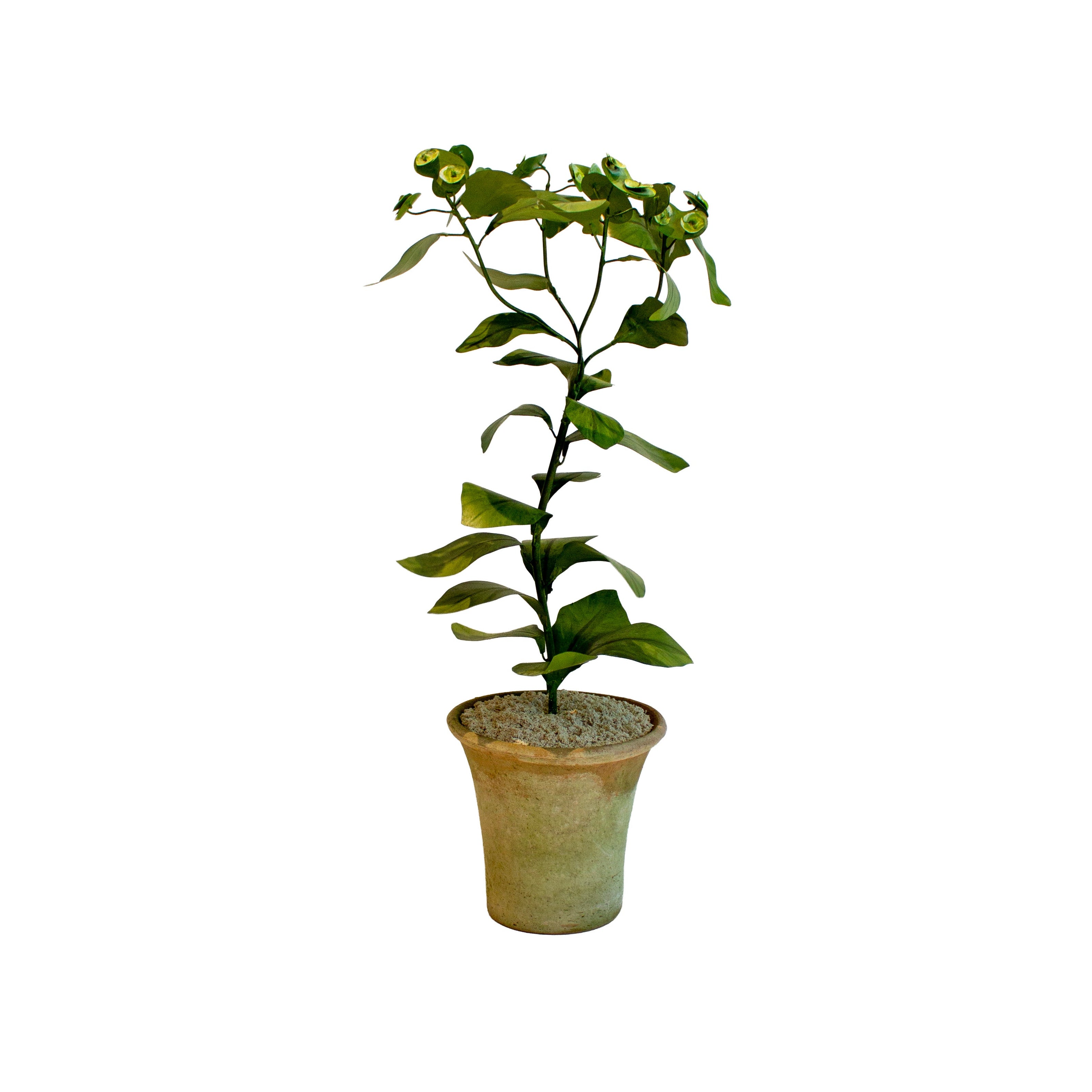Handmade Metal Euphorbia Potted Flower