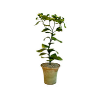Handmade Metal Euphorbia Potted Flower
